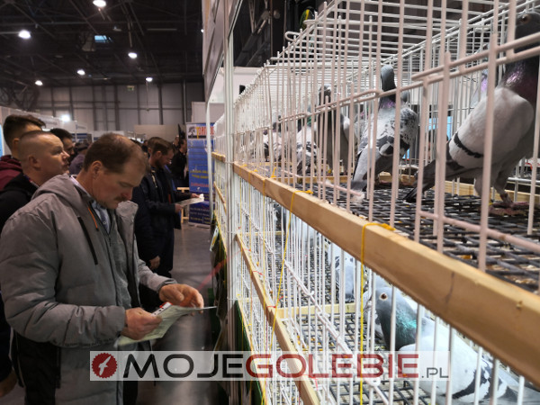 Expo Gołębie 2020